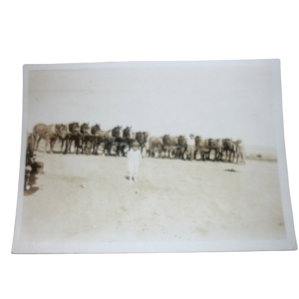 Vintage Snapshot Work Horses Farming Team Cultivating 1920s 1940s Americana‎ 3x5